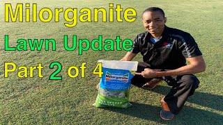 MILORGANITE BEFORE and AFTER Lawn Care Update  Part 2 of 4 [upl. by Hartzell]