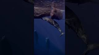 Baby Whale Acrobatics Ocean Gymnastics 🐋🤸‍♂️🦈🤿🌊shorts youtubeshorts shortsfeed shortvideo [upl. by Goer]