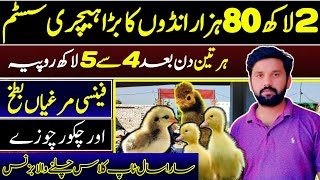 The Big Hatchery in GujranwalaThe Most Beautiful Business in Pakistan [upl. by Deny]