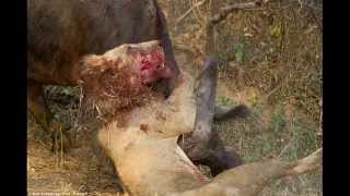 Battle to the death Buffalo and lion endure epic hourlong fight [upl. by Htiekram]