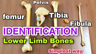 lower limb bones ll identification ll side determination  anatomy of lower limb  bones [upl. by Nottus]