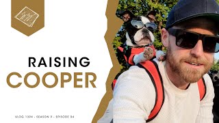 How Im Training My Boston Terrier Puppy Ages 2 to 7 months [upl. by Jamima]