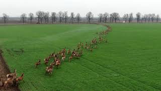 Délutáni szarvas vonulás sátorhelynél Deers crossing a road in Hungary [upl. by Everard113]