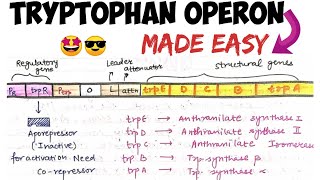 Tryptophan Operon  Easy explanation🤩molecularbiology [upl. by Nat]