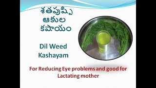 శతపుష్పి ఆకుల కషాయం Dil Weed Kashayam in Telugu [upl. by Kavanagh653]