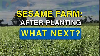 Sesame Post Planting All That Happens Behind The scenes [upl. by Sommers]