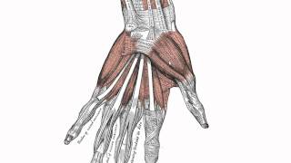 Muscles of the Hand  Anatomy Tutorial [upl. by Nivahb]