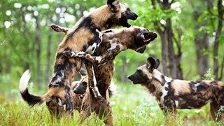 Documental Los Perros Salvajes de Africa Cazando  Documentales National Geographic Españ [upl. by Suryc]