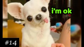 Cutest amp Funniest Chihuahuas 💚  Dogs Compilation  10 minutes of laugh  Chihuahua Puppies [upl. by Aniles]