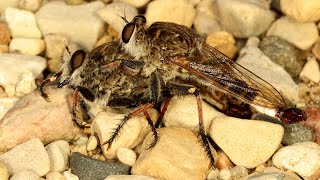 Robber fly cannibalism [upl. by Edmead208]