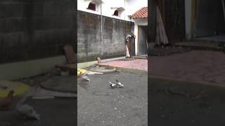 Merpati Bikin Kaget pigeon shortsviral [upl. by Adnak]