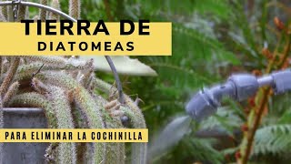 Tierra de diatomeas para eliminar la plaga de cochinilla  Bricomanía  Jardinatis [upl. by Salamone]