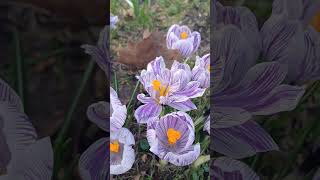 Crocuses Spring is coming [upl. by Nived]