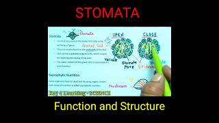 Stomata  Function of stomata  Structure of stomata  Science  Biology shorts biologyclass10th [upl. by Giacobo]