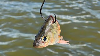 6 Tips Using Cut Bait for Catfish [upl. by Illene]