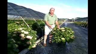 Forever amp Ever Hydrangeas at Overdevest Nursery [upl. by Eelyme339]