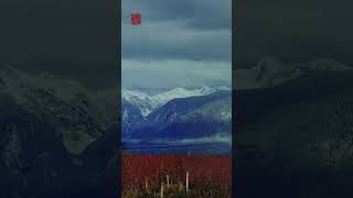 In early winter the blueberry fields at Pitt Meadows turn red and the green mountains turn white [upl. by Fowle873]