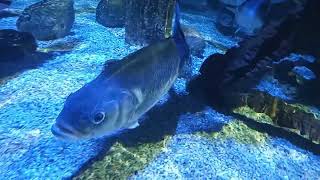 European Seabass Dicentrarchus labrax [upl. by Vtarj]