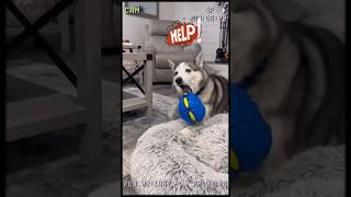 Your Dog’s New Obsession  transforming dog toy disk to ball [upl. by Enicar]