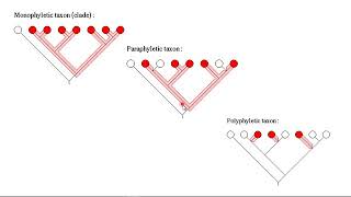 Phylogentics Basics Part 2 [upl. by Yaffit]