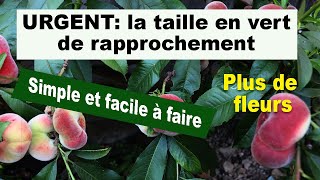 URGENT La taille en vert de rapprochement du pêcher valable pour tous les arbres fruitiers [upl. by Lerim]