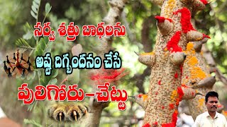 సర్వ శత్రు బాధలను అష్టదిగ్బంధనం చేసేపులి గోరు చెట్టు🎆Puligoru Chettu Chetabadi In Telugu [upl. by Idnew]