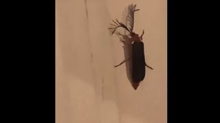 Megan Thee Stallion Scared Of Eyelash Bug In Her House 😂 [upl. by Afton832]