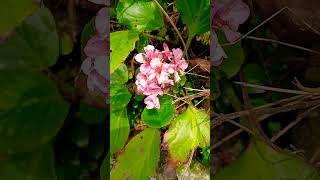 🌸BERGENIA🌸saxifragaceae [upl. by Warfourd]