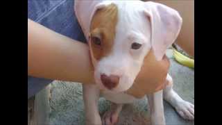 Cachorro Pitbull de 2 a 5 meses [upl. by Chaffin]