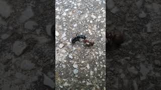 Óriás fekete hangya vs vöröshangya 🐜 [upl. by Annelak104]