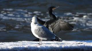 racek stříbřitý Larus argentatus  adult [upl. by Erot199]