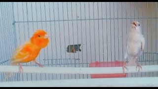 canary singing timbrado  5 [upl. by Graeme]