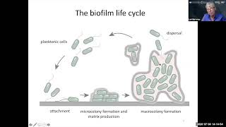 Webinar – Biofilms  A Sticky Problem with Dr Lori L Burrows [upl. by Sirromal457]