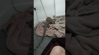 Tegu meets white throat monitor [upl. by Ahtabat]