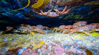 Tasman Peninsula Dive Hippolyte Needle Thumbs [upl. by Vail]