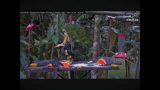 Wow Four Aracari’s Toucan Feeding at One Time 12062023 exploreorg [upl. by Ahsenot]