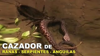 Cazador de Ranas y Serpientes El Chinche GIGANTE de Agua  Cucaracha de Agua  Lethocerus  Quom [upl. by Ardna]