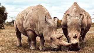 These Two Rhinos Are The Last Of Their Kind  Seven Worlds One Planet  BBC Earth [upl. by Nace]