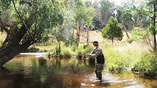 This Tiny River Is Full Of Fish [upl. by Asiruam]