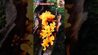 beautiful wood mushrooms in jungle [upl. by Drawde]