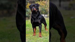 Rottweiler heavy breed dog puppy rottweiler doglover pets [upl. by Asilrahc183]