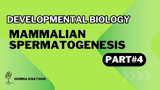 Mamalian spermatogenesis part 4  By Hamna Khatoon [upl. by Clementina]