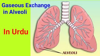 Gaseous Exchange in human Alveoli gaseousexchange alveoli biology class10 class12biology [upl. by Baudelaire]