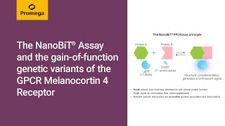 The NanoBiT® Assay and the gainoffunction genetic variants of the GPCR Melanocortin 4 Receptor [upl. by Haney]