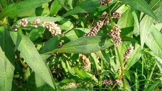 Useful Plant  Polygonum [upl. by Gottfried]