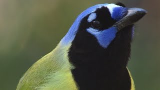 Green Jay [upl. by Solotsopa532]