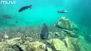 Veho MUVI KSeries Scuba Diving with Beneath British Waters [upl. by Tamanaha]