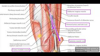 Adductor canal boundaries [upl. by Bilski]