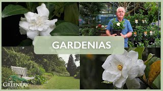 Popular Gardenia Varieties  The Greenery Garden amp Home [upl. by Winsor]