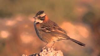 Rufouscollared Sparrow Zonotrichia capensis [upl. by Eilitan]